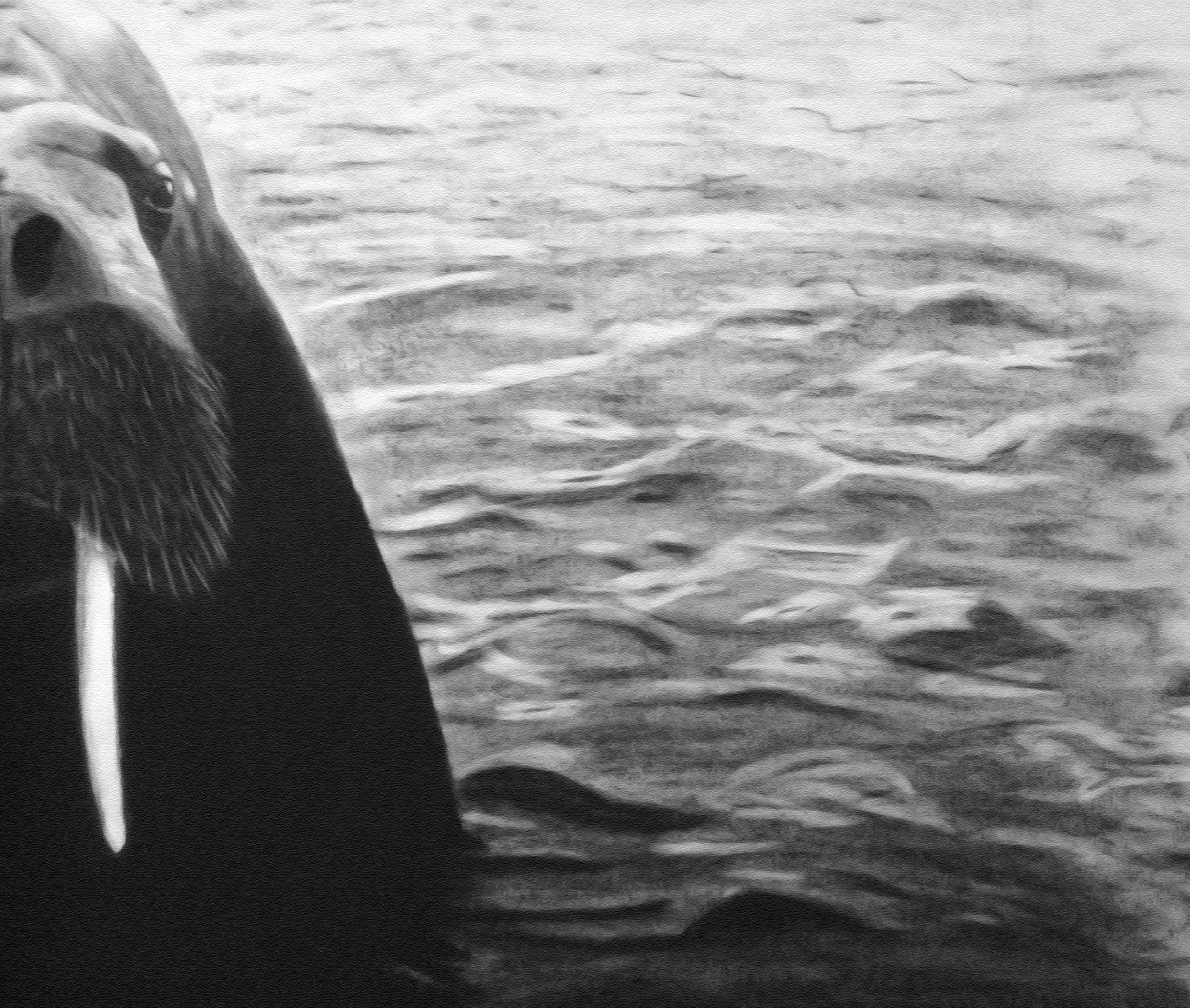 Graphite drawing of a walrus against water